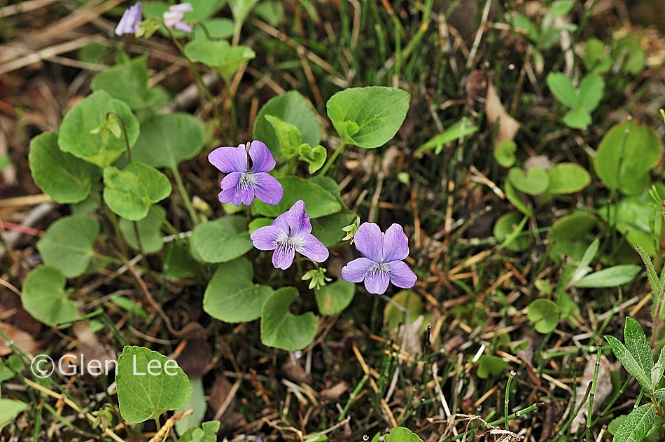 Viola nephrophylla photos Saskatchewan Wildflowers